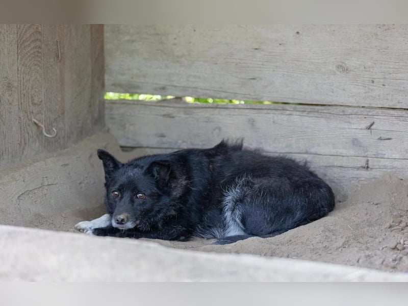Unsichere Lara sucht liebevolles Zuhause
