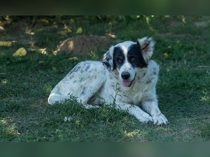 Traumhündin Inara sucht ihre Familie