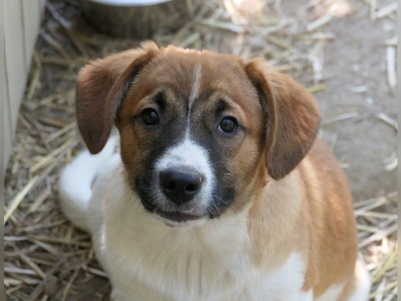 sußes Hundemädchen TILDA sucht liebevolles Zuhause