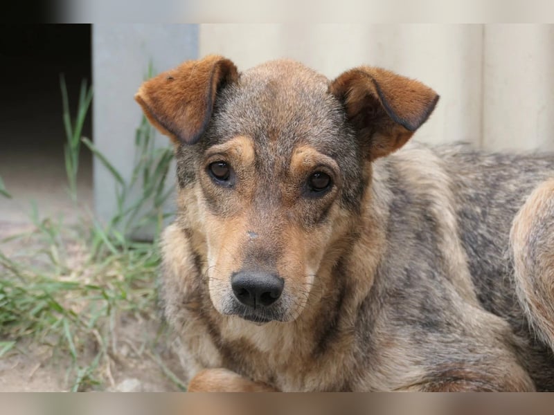 Aika sucht liebevolles Zuhause