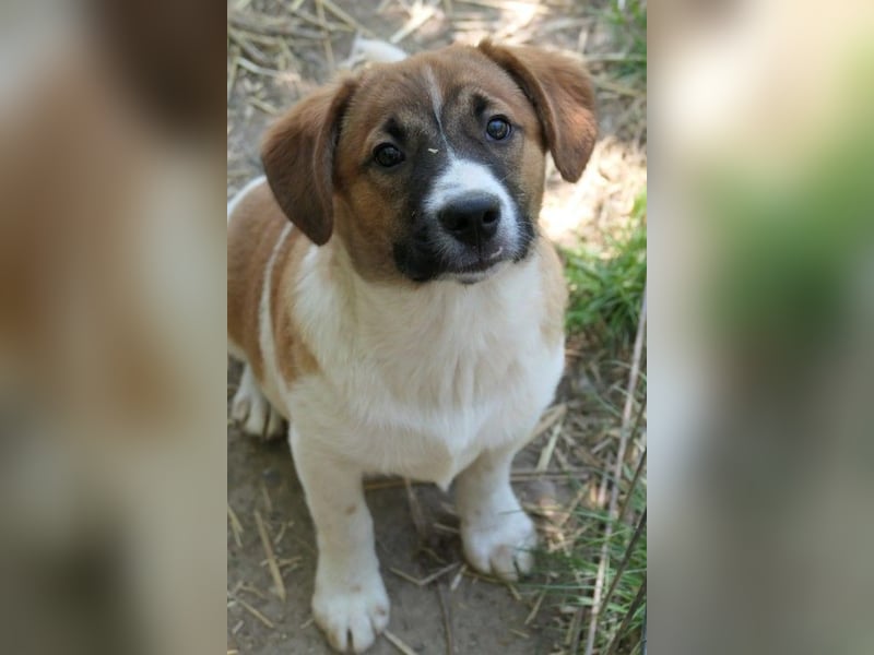 sußes Hundemädchen TILDA sucht liebevolles Zuhause