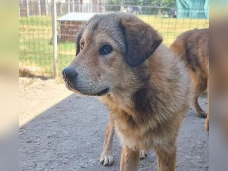 Sanfte, menschenbezogene Praha sucht ihre Familie