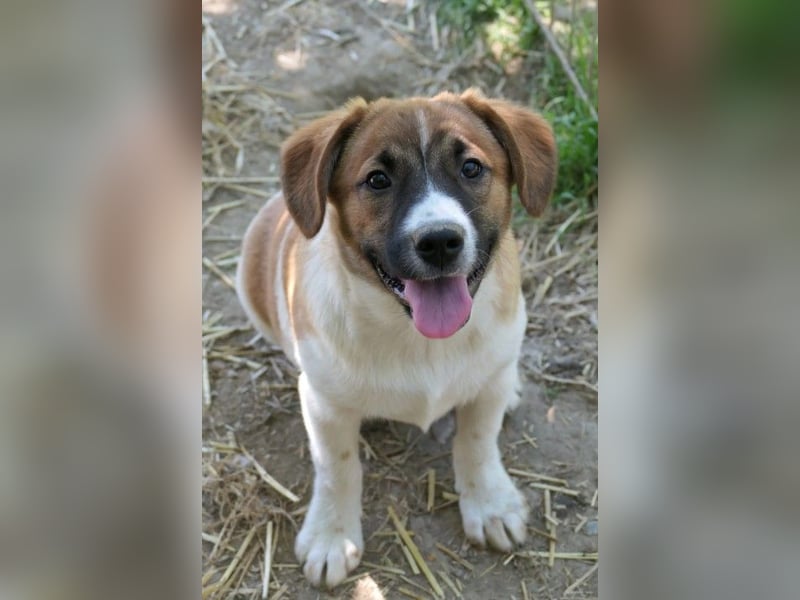 sußes Hundemädchen TILDA sucht liebevolles Zuhause