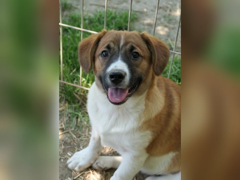 sußes Hundemädchen TILDA sucht liebevolles Zuhause