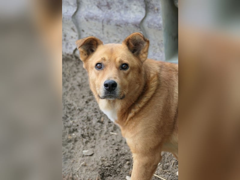 Verschmuste Daisy sucht erfahrenes Zuhause