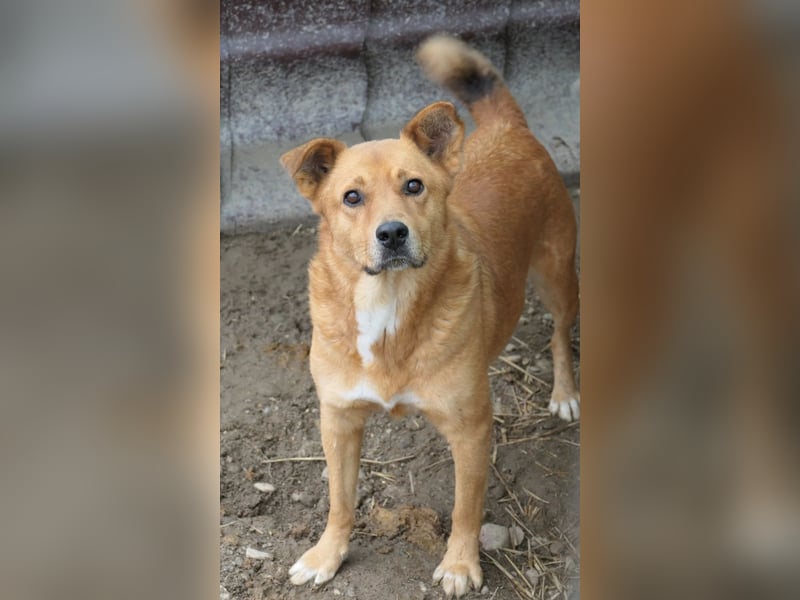 Verschmuste Daisy sucht erfahrenes Zuhause