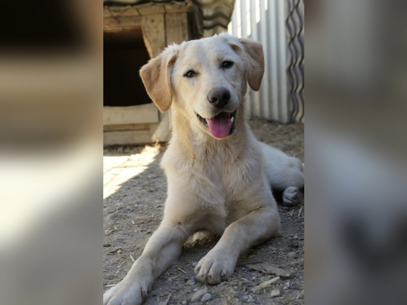 Junghündin OLINA sucht liebevolles Zuhause