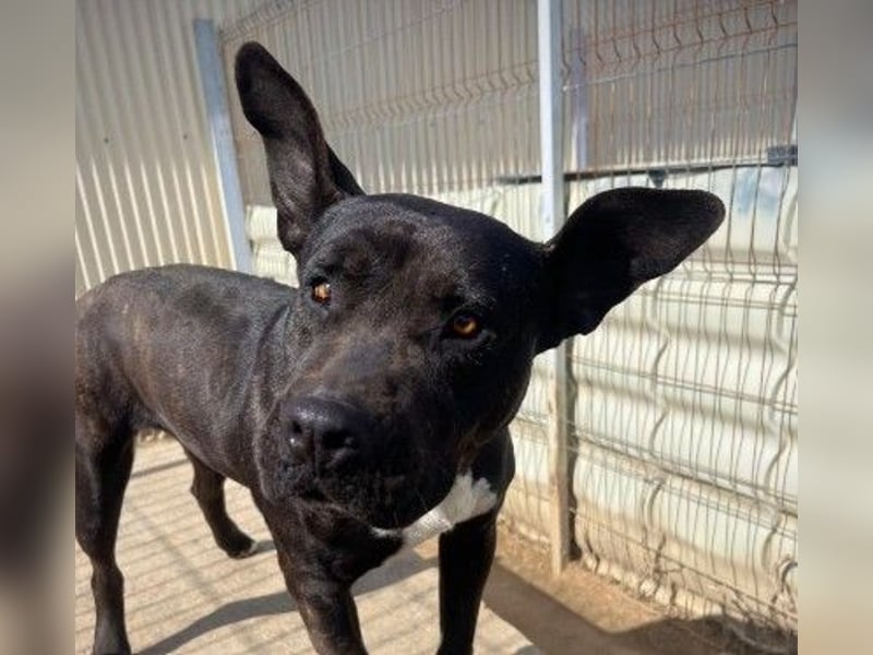 Unsere liebenswerte Luna sucht ihre Familie