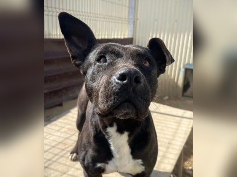 Unsere freundliche Luna sucht ein liebevolles Zuhause