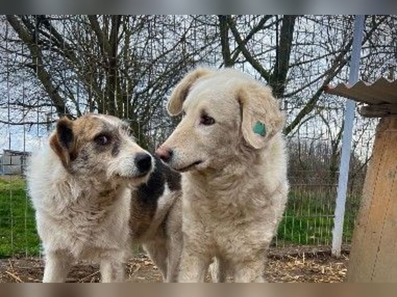 NEVE - neugieriger & sanfter Rüde ist bereit für ein geduldiges Zuhause