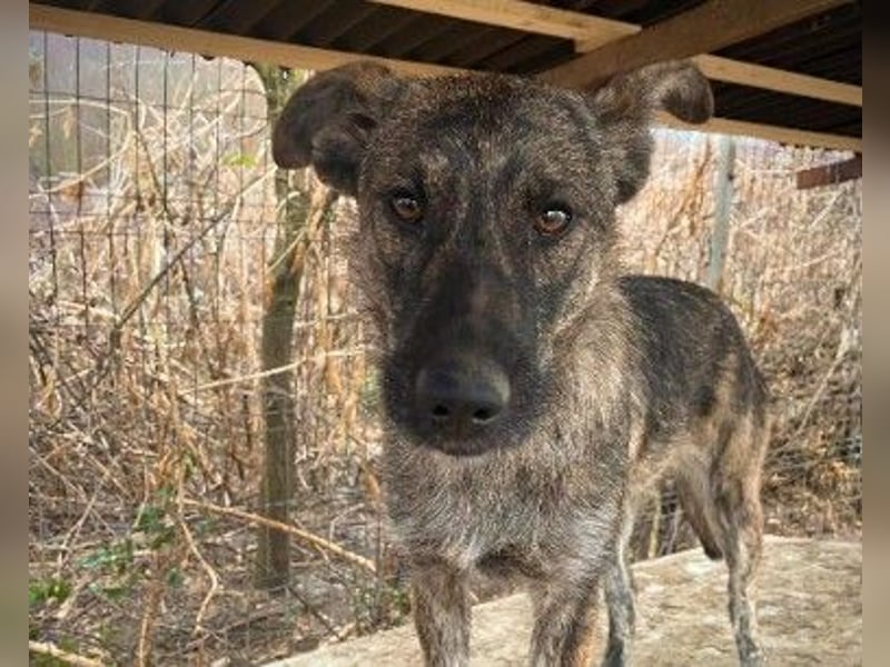 Unsere hübsche, menschenbezogene Cantabile sucht Dich