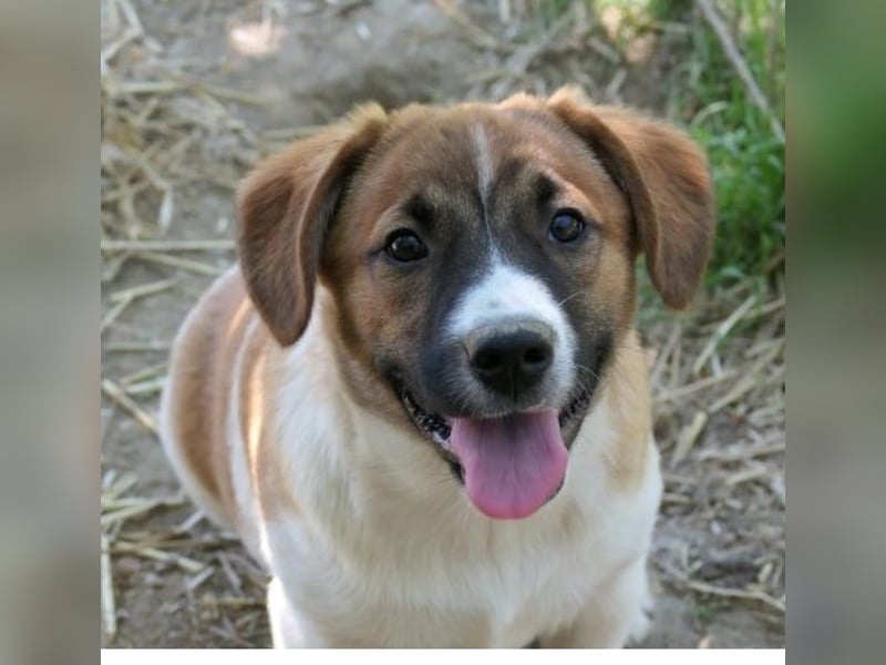 sußes Hundemädchen TILDA sucht liebevolles Zuhause