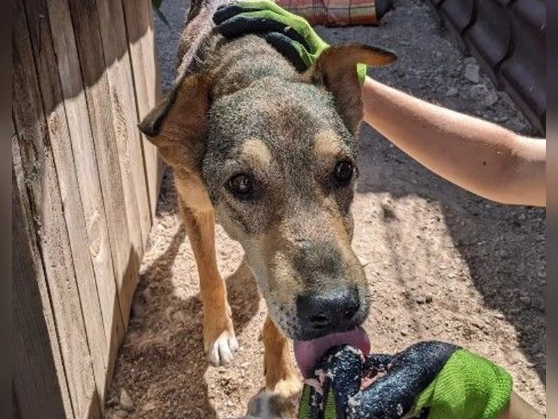 Sanfte, liebe Aika sucht ein liebevolles Zuhause