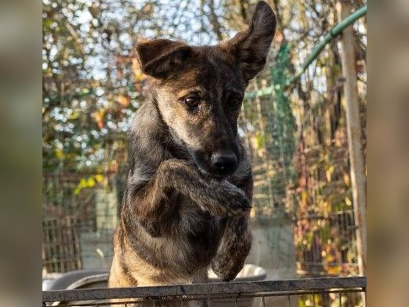 Unsere hübsche, menschenbezogene Cantabile sucht Dich