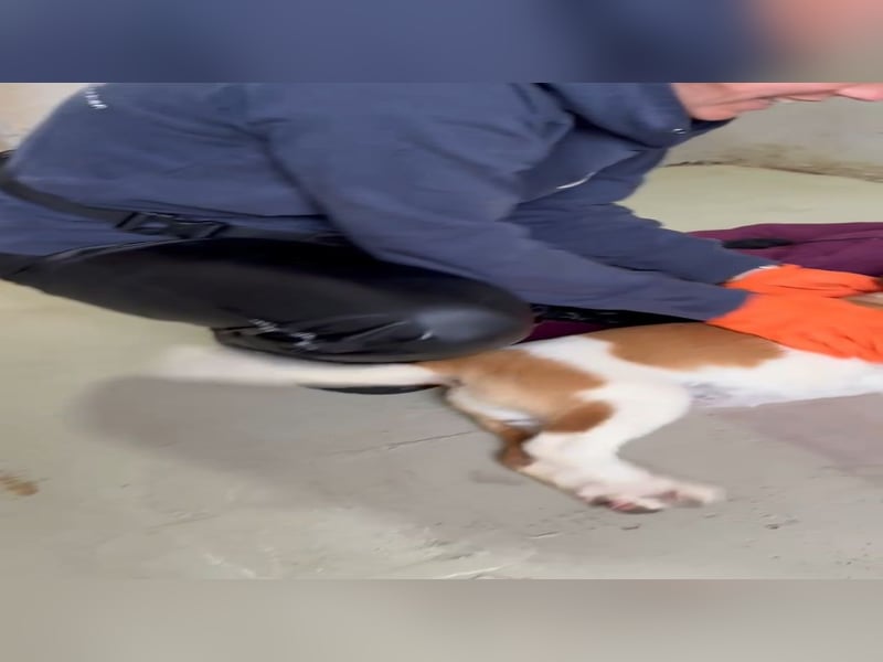 sußes Hundemädchen TILDA sucht liebevolles Zuhause