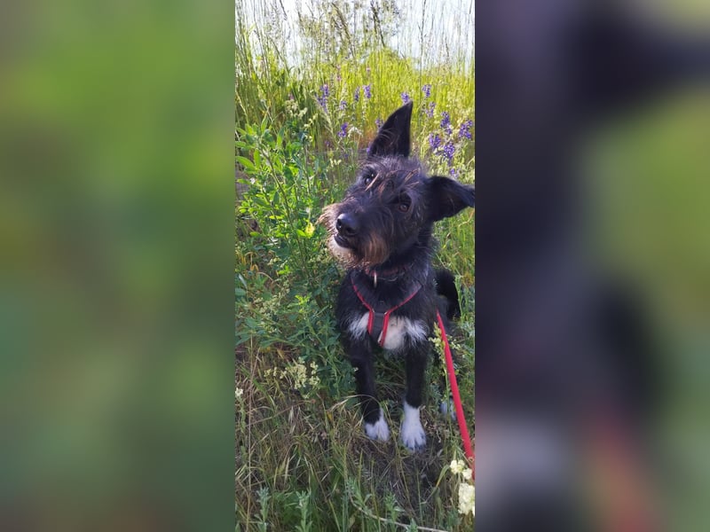 Süsse Phoebe sucht ihr Für-Immer-Zuhause!