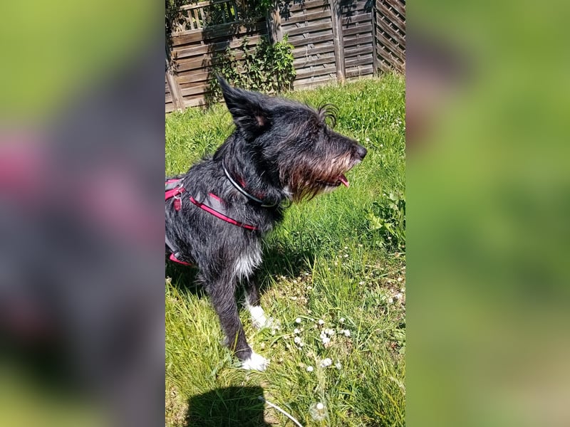 Süsse Phoebe sucht ihr Für-Immer-Zuhause!