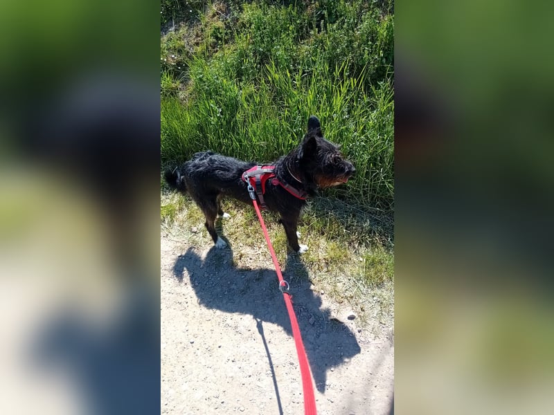 Süsse Phoebe sucht ihr Für-Immer-Zuhause!