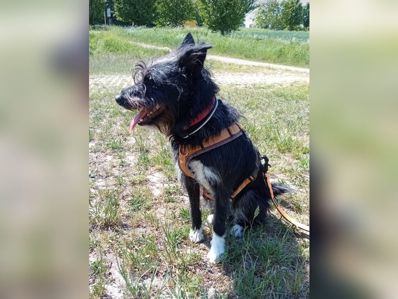 Süsse Phoebe sucht ihr Für-Immer-Zuhause!