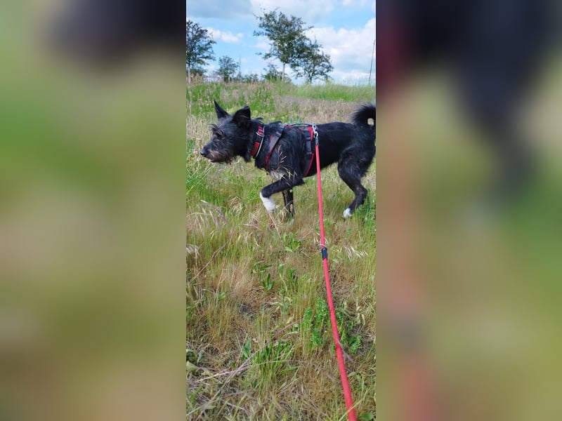 Süsse Phoebe sucht ihr Für-Immer-Zuhause!