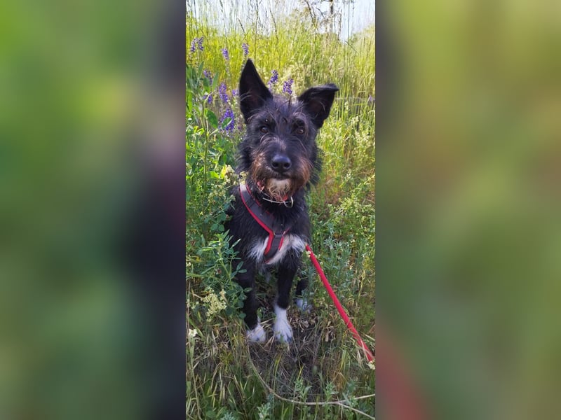 Süsse Phoebe sucht ihr Für-Immer-Zuhause!