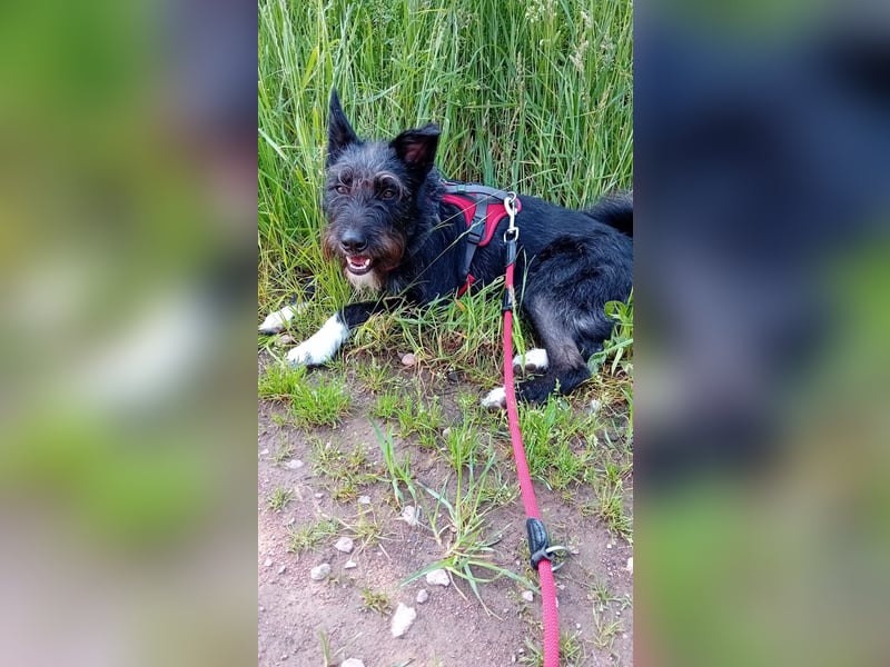 Süsse Phoebe sucht ihr Für-Immer-Zuhause!