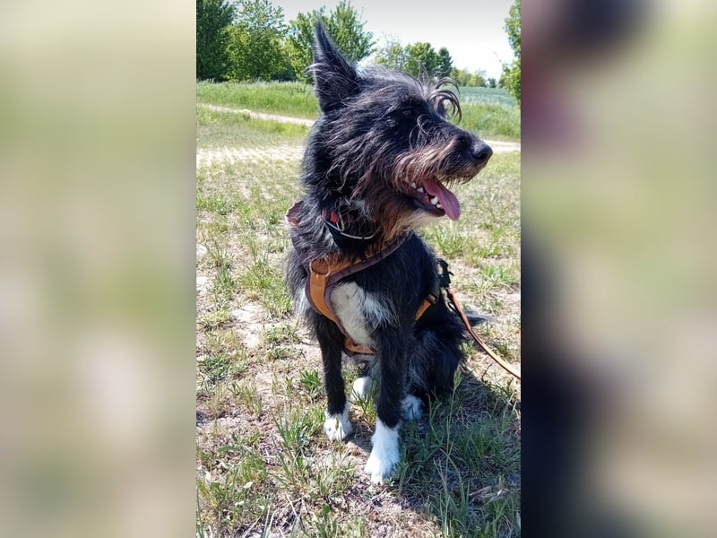 Süsse Phoebe sucht ihr Für-Immer-Zuhause!
