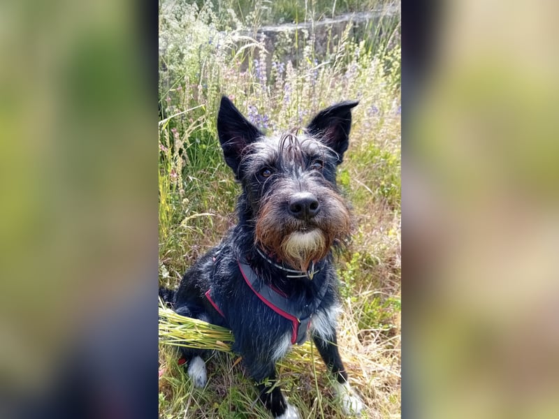 Süsse Phoebe sucht ihr Für-Immer-Zuhause!
