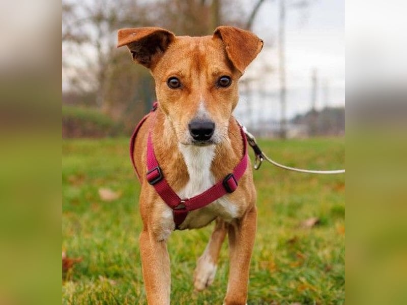 Unsere zauberhafte Nelly sucht ihr Für-Immer-Zuhause