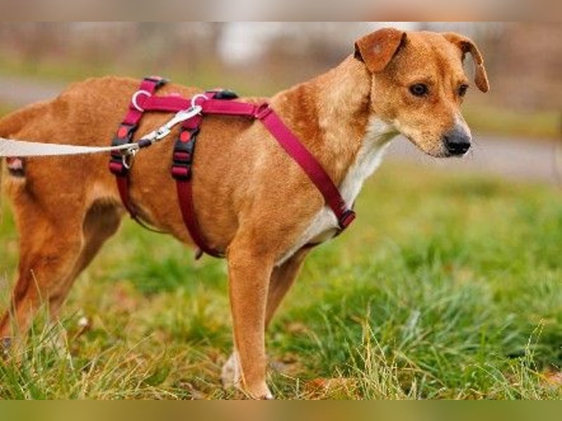 Unsere zauberhafte Nelly sucht ihr Für-Immer-Zuhause