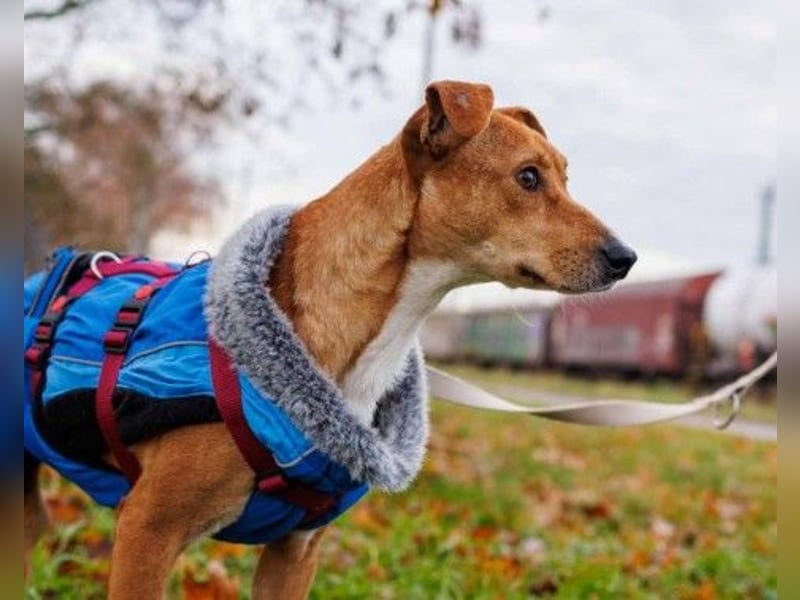 Unsere zauberhafte Nelly sucht ihr Für-Immer-Zuhause