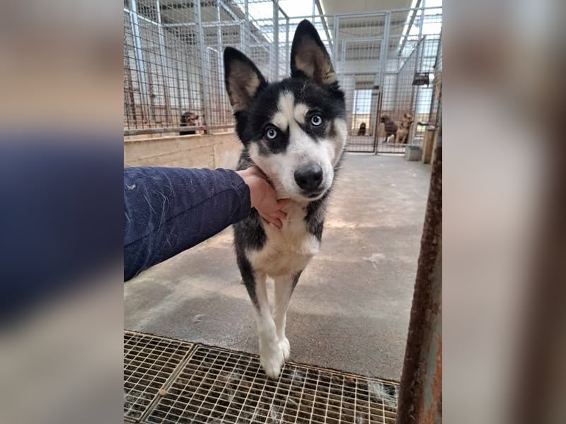 Bildhübsche Husky Mischlingshündin Lena sucht aktive Menschen