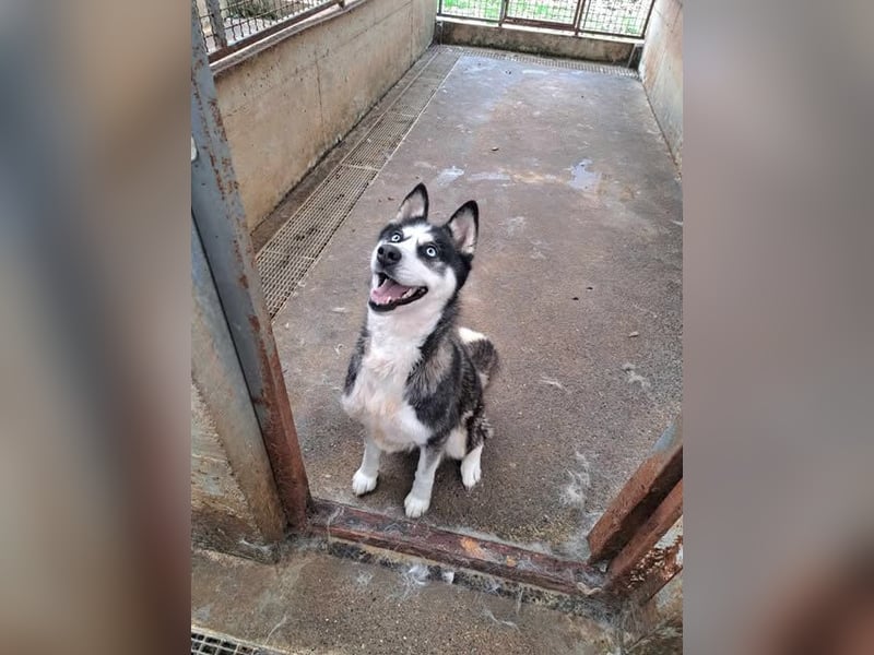 Bildhübsche Husky Mischlingshündin Lena sucht aktive Menschen