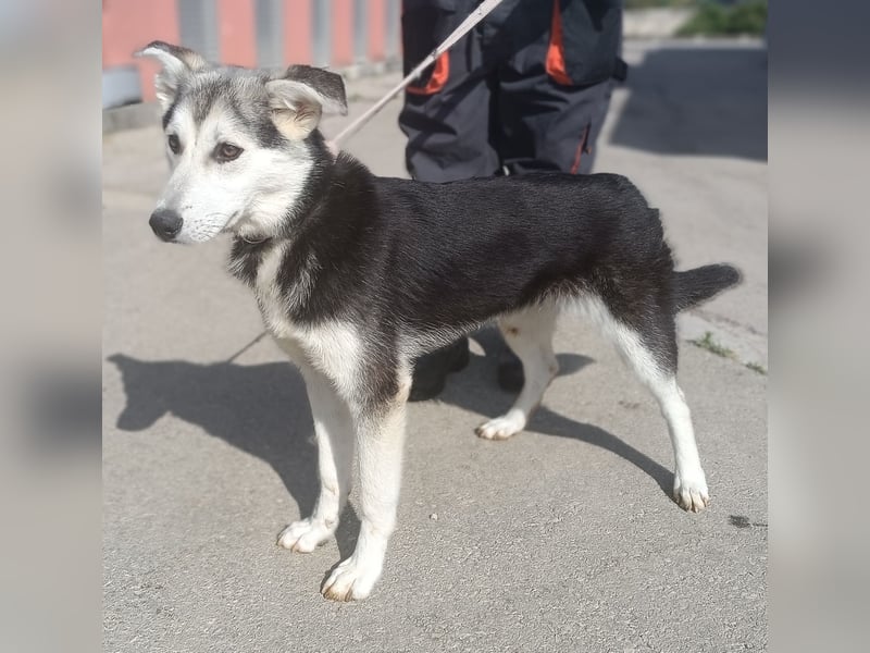 Hübsche Husky Mischlingshündin Alaska sucht ihre Familie