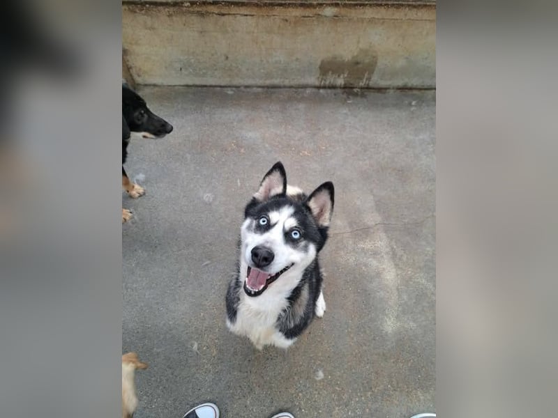 Bildhübsche Husky Mischlingshündin Lena sucht aktive Menschen