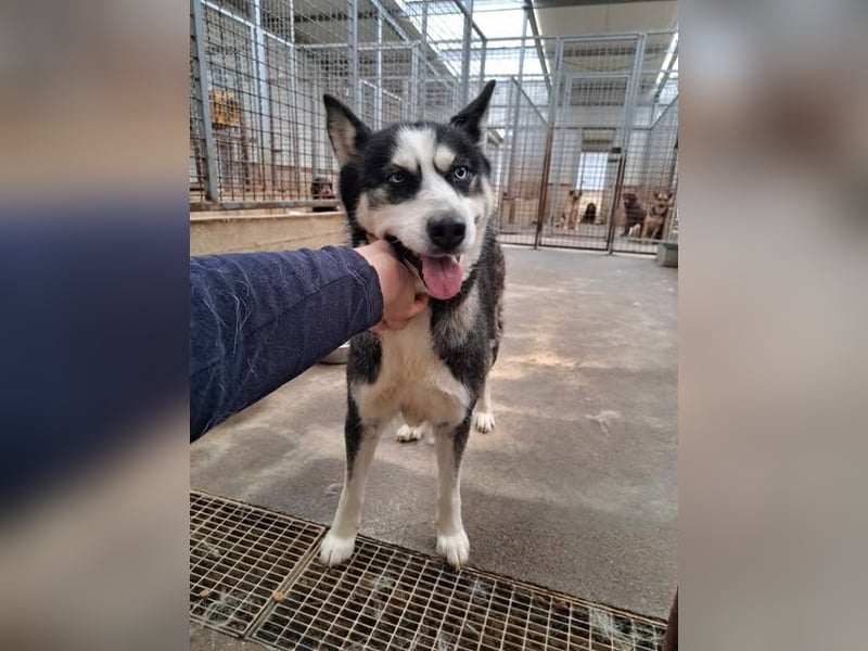 Bildhübsche Husky Mischlingshündin Lena sucht aktive Menschen