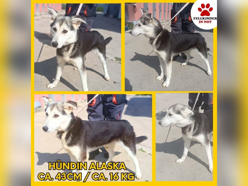 Hübsche Husky Mischlingshündin Alaska sucht ihre Familie