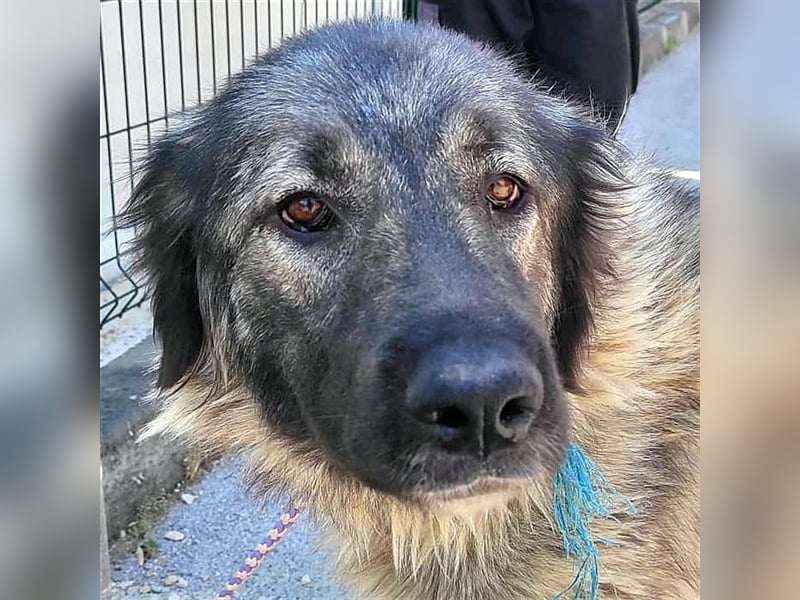 Freundliche Biska sucht Herdenschutzhund geeignetes Zuhause oder Pflegestelle