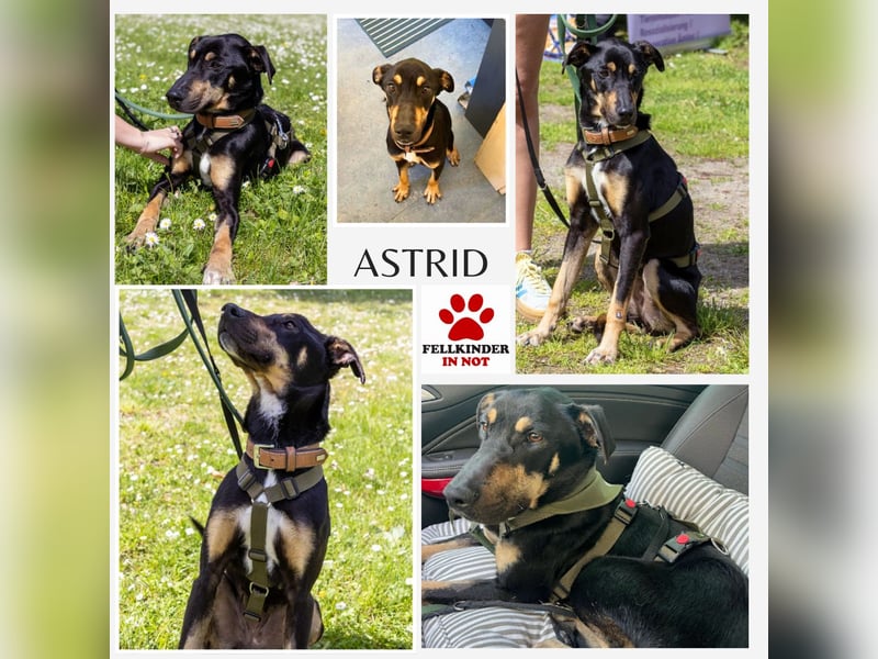 Kuschelmaus Astrid sucht ein liebes zuhause