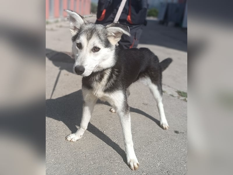 Hübsche Husky Mischlingshündin Alaska sucht ihre Familie