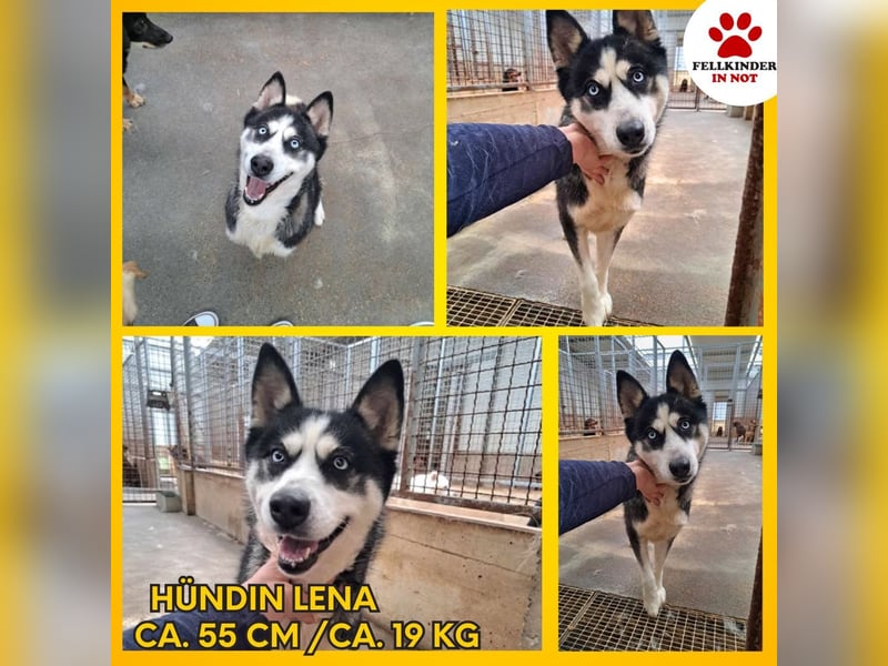 Bildhübsche Husky Mischlingshündin Lena sucht aktive Menschen