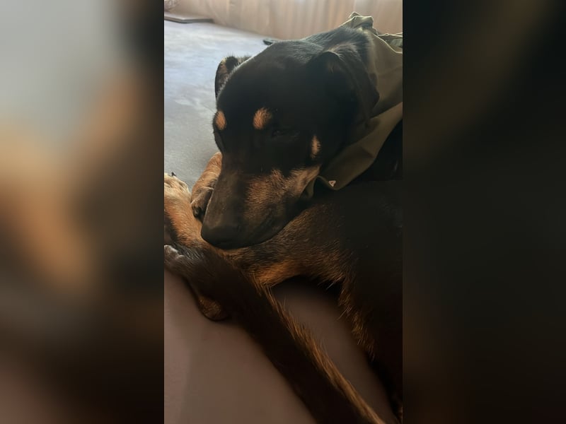 Kuschelmaus Astrid sucht ein liebes zuhause