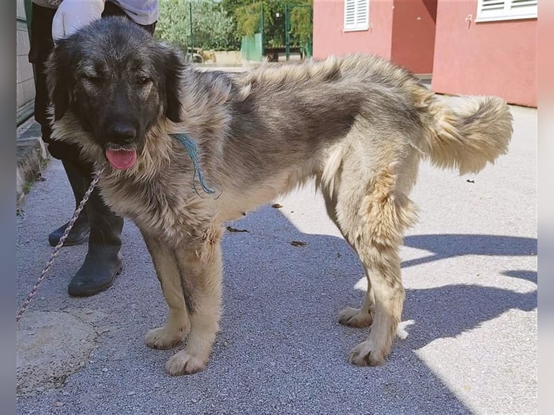 Freundliche Biska sucht Herdenschutzhund geeignetes Zuhause oder Pflegestelle