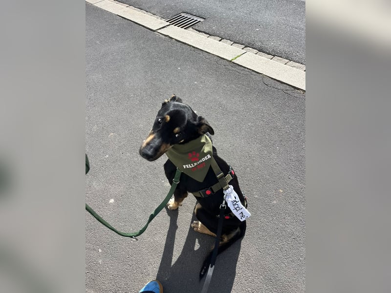 Kuschelmaus Astrid sucht ein liebes zuhause