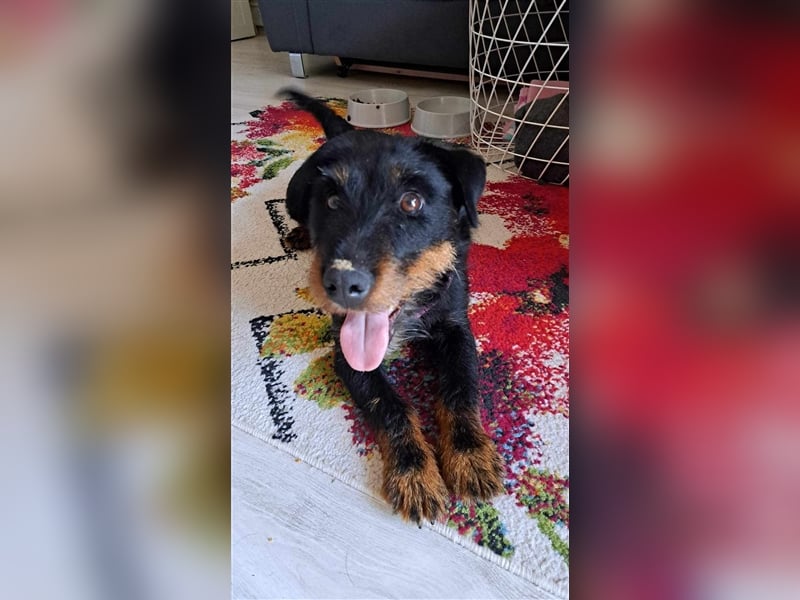 Süße kleine Terrier Mischlingshündin Elly sucht ihr Körbchen