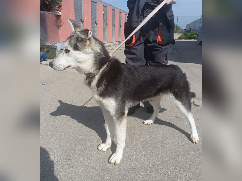 Hübsche Husky Mischlingshündin Alaska sucht ihre Familie