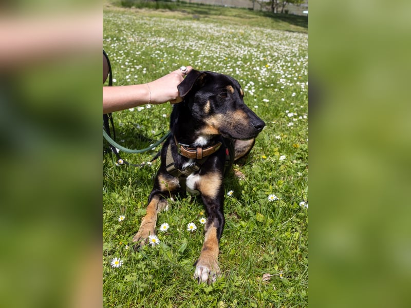 Kuschelmaus Astrid sucht ein liebes zuhause