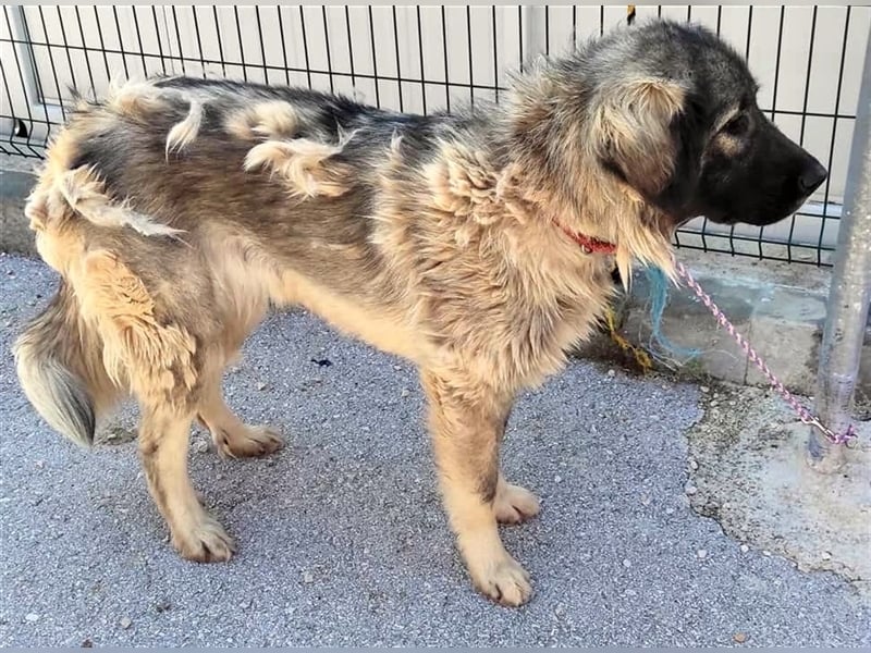 Freundliche Biska sucht Herdenschutzhund geeignetes Zuhause oder Pflegestelle
