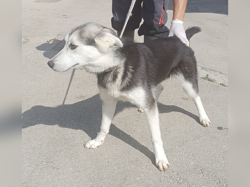 Hübsche Husky Mischlingshündin Alaska sucht ihre Familie