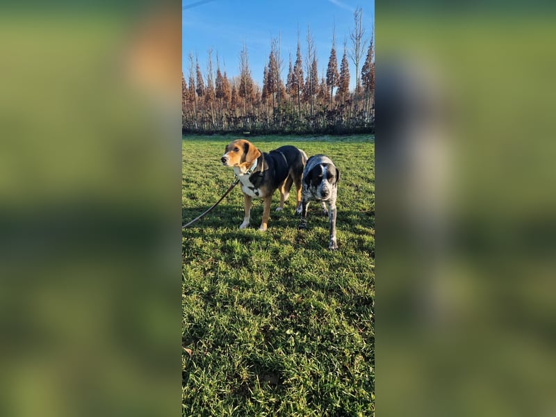 Giga Kalea wunderschöner Mischling Hündin katzenverträglich sucht zuhause für immer